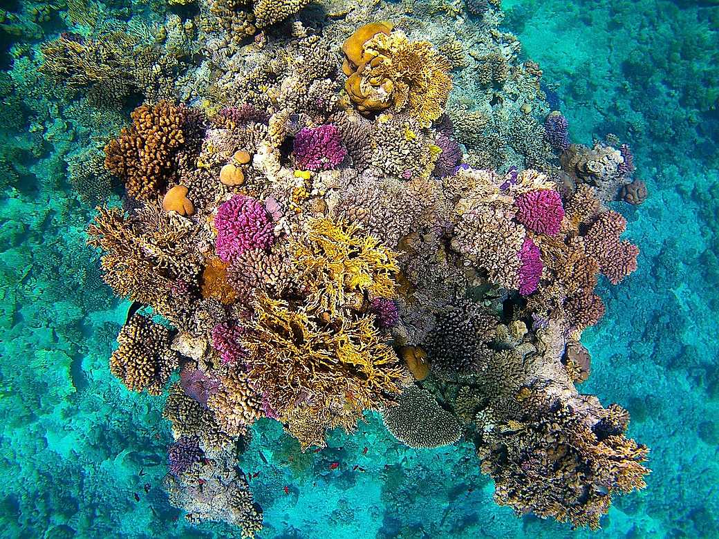 Snorkeling over a turquoise coral reef in Zanzibar